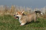 CORGI PEMBROKE 1152